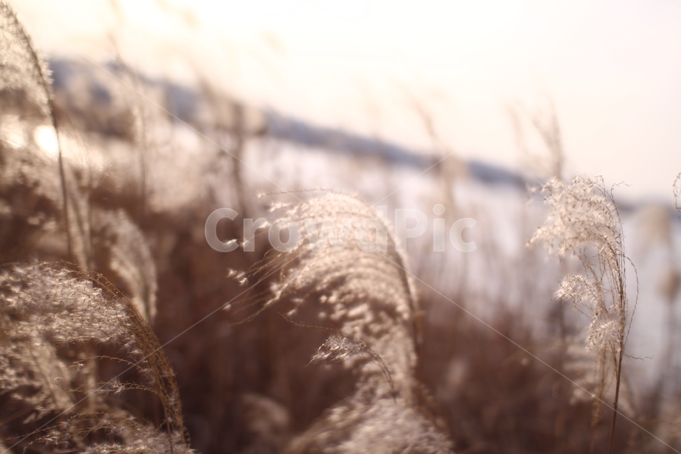 가을,갈대밭,갈대,따듯함,감성,식물,자연,nature,sensible,feeling,가을,계절,fall,autumn,season,자연,풍경,nature,landscape,grass,잔디,plant,lawn,reed