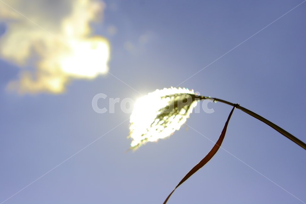 갈대,하늘,풍경,구름,빛,자연,계절,식물,season,plants,태양,따듯함,맑은,sky,sun,감성,감정,feeling,emotion,sensible,억새,휴식,힐링,따스함,따듯한,배경,rest,식물,자연,plants,nature,감성,sensible,feeling,휴식,힐링,rest,relaxation,healing
