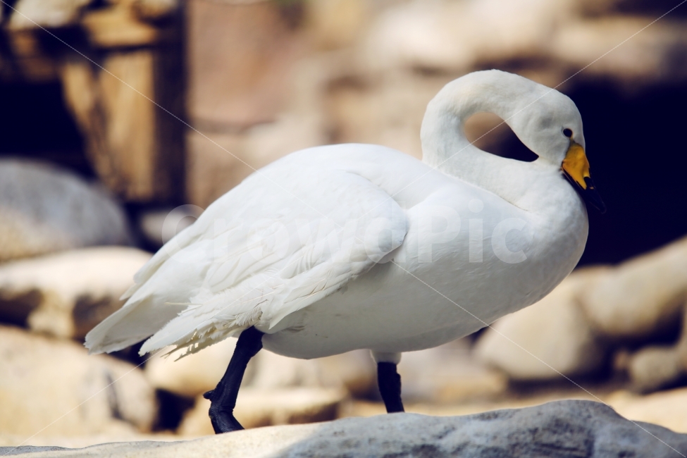 동물,조류,새,거위,철새,동물,animal,조류,새,birds