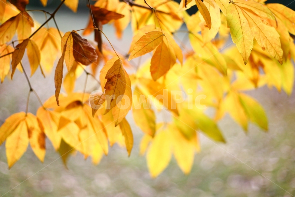 낙엽,자연,감성사진,가을,식물,풍경,아웃포커싱,노랑,나무,햇빛,가을,계절,fall,autumn,season,식물,자연,plants,nature,감성,sensible,feeling,plant,leaf,잎,veins,정맥
