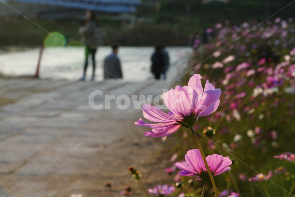 꽃,플라워,flower,코스모스,가을,계절,식물,생물,plant,식물,자연,plants,nature,꽃,flower