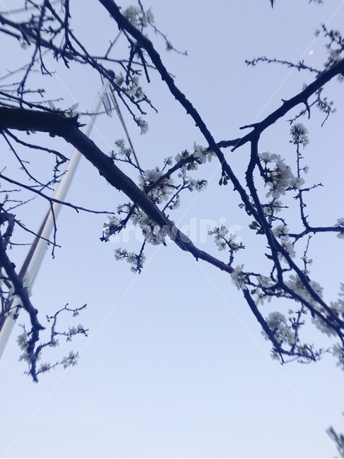 가로등,nature,자연,outdoors,옥외