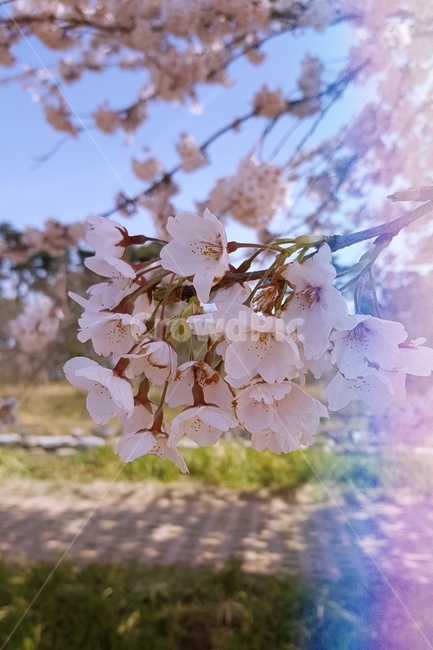 벚꽃,봄,벚꽃축제,개화,벚꽃나무,봄,계절,spring,season,plant,식물,blossom,꽃,flower,cherry blossom