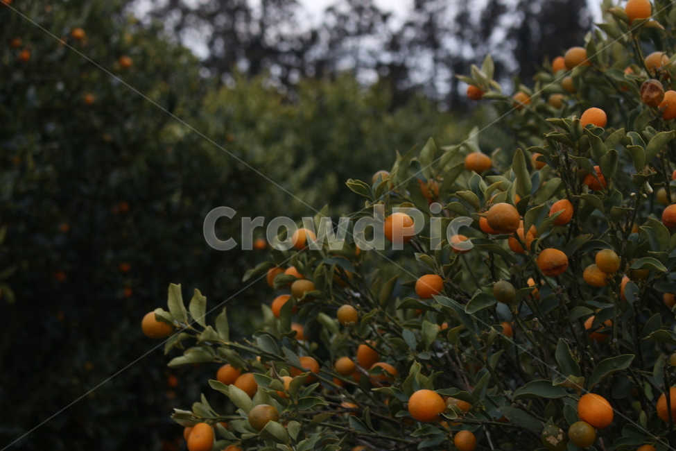 귤,mandarin,감귤류과일,과일,tangerine,식물,food,음식,fruit,citrusfruit,주황색,produce,plant,과일,열매,fruit