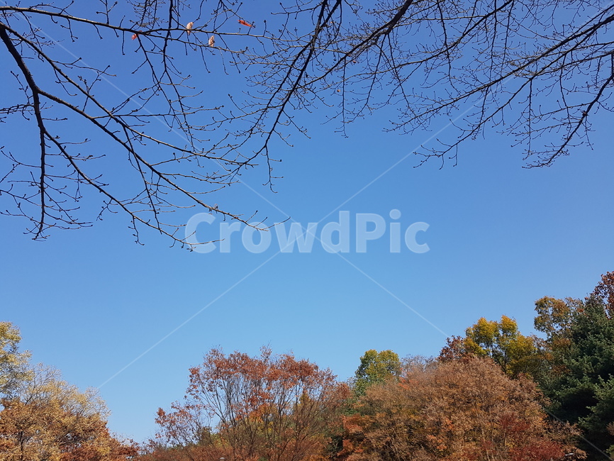 plant,식물,tree,나무,treetrunk,가을