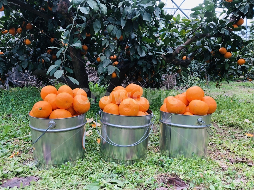 과일,제주도,노지감귤,색감,제주도귤,귤,fruit,감귤류과일,귤따기체험,주황색,orange,음식,과일,열매,fruit