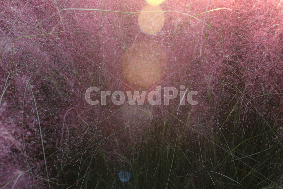 핑크뮬리,뮬리,식물,자연,벼과,분홍쥐꼬리새,가을,가을,계절,fall,autumn,season,light,빛,flare,플레어