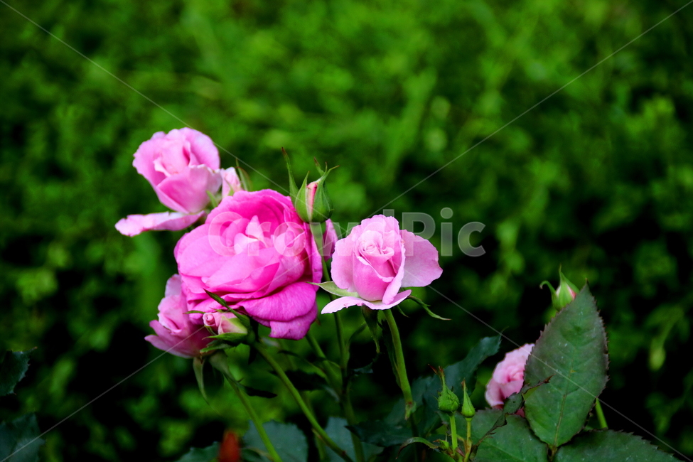 식물,꽃,장미,자연,봄,식물,자연,plants,nature,꽃,flower