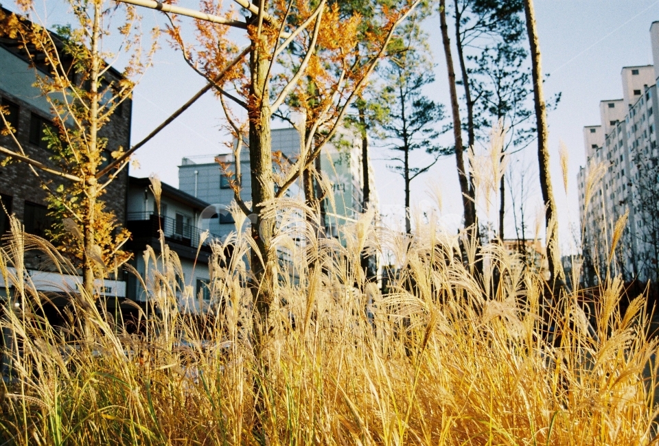 갈대,가을,필름카메라,필름,카메라,가을,계절,fall,autumn,season,감성,sensible,feeling,plant,식물,grass,잔디,lawn