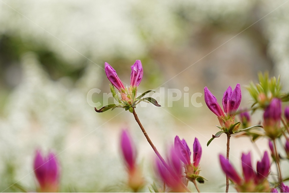 꽃,봄,향기,보케,아웃포커싱,봄,계절,spring,season,식물,자연,plants,nature,꽃,flower,감성,sensible,feeling,plant,geranium,제라늄,blossom