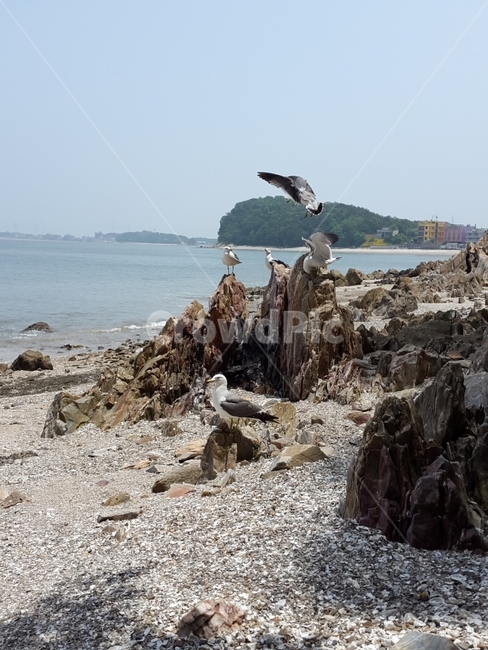 바다,갈매기,연인,자연,겨울바다,바위,자갈,데이트,일상,그리움,행복,추억,해변,바다,beach,sea,동물,animal,조류,새,birds