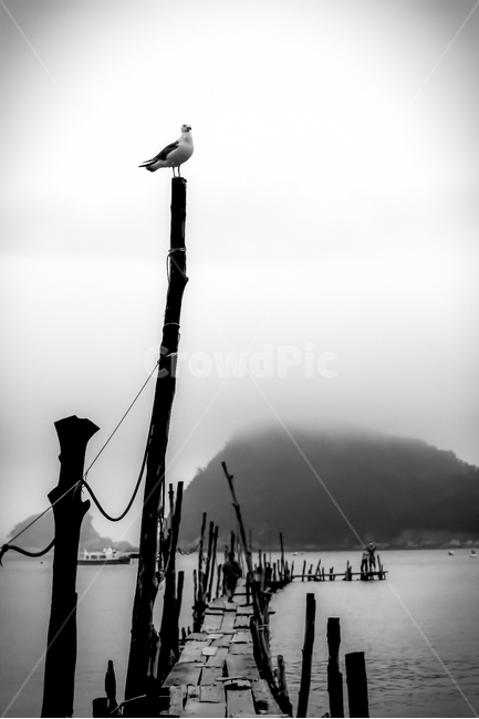선착장,갈매기,다대포,바다,몰운대,동물,animal,조류,새,birds,흑백,모노톤,monochrome,black and white