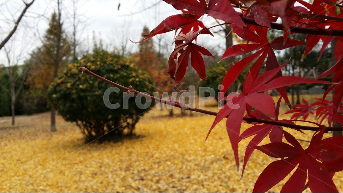 가을,autumn,maple,단풍,은행잎,노랑잎,가을,계절,fall,autumn,season,식물,자연,plants,nature,leaf,잎,plant,tree,나무