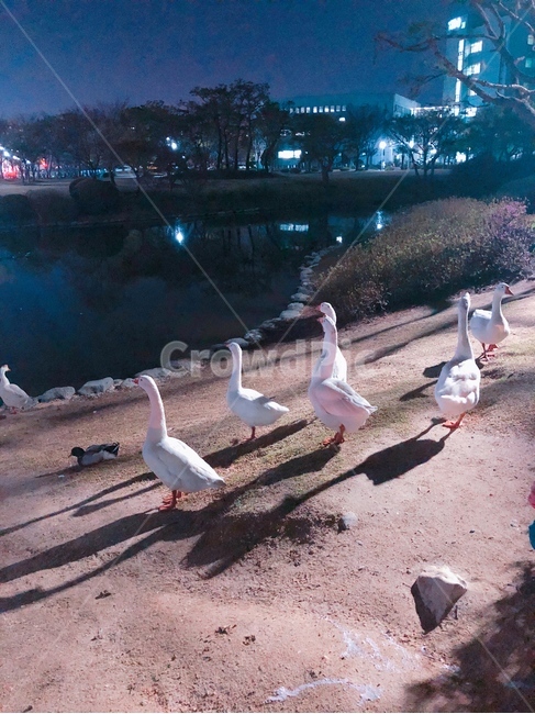 오리,호수,밤풍경,공원,산책로,감성사진,동물,animal,조류,새,birds
