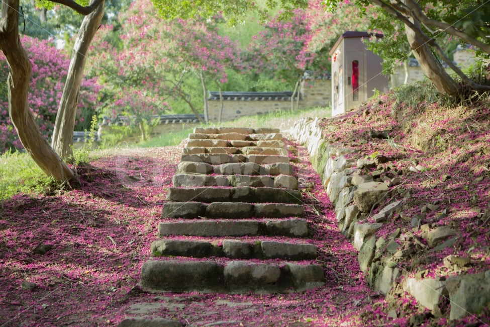 계단,백일홍,풍경,꽃잎,하목정,자연,풍경,nature,landscape,한국자연풍경,한국자연경관,korea nature landscape,walkway,보도,path,통로