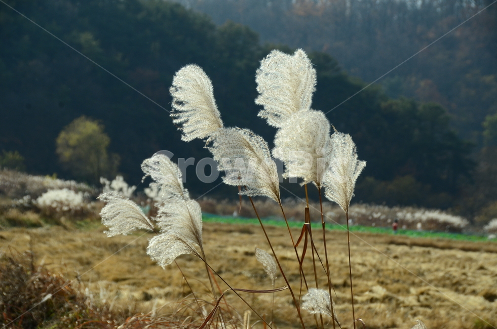 억새,억새꽃,벼과,가을,한국풍경,자연풍경,자연,식물,가을,계절,fall,autumn,season,식물,자연,plants,nature,grass,잔디,plant,lawn,reed,갈대