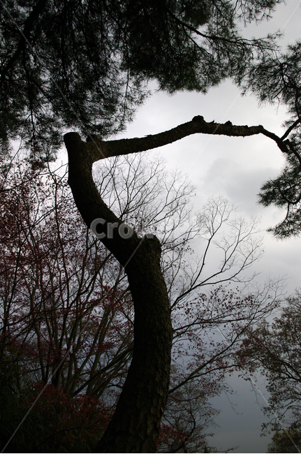 나무,식물,plant,자연,nature,식물,자연,plants,nature,나무,trees,wood