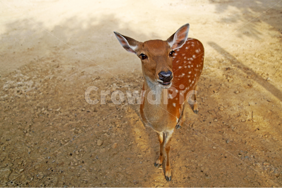 꽃사슴,사슴,동물,반점,월미공원,대륙사슴,매화사슴,포유동물,동물,animal,포유류,mammal