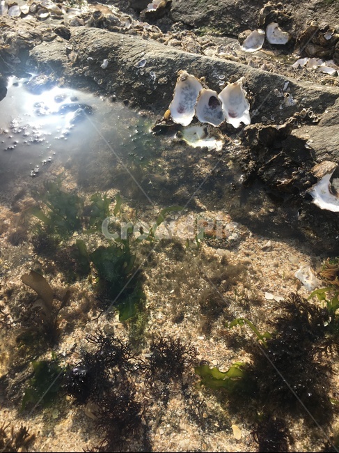 대양,nature,자연,water,sea,바다,물,옥외,ocean,outdoors,조개,해수욕장