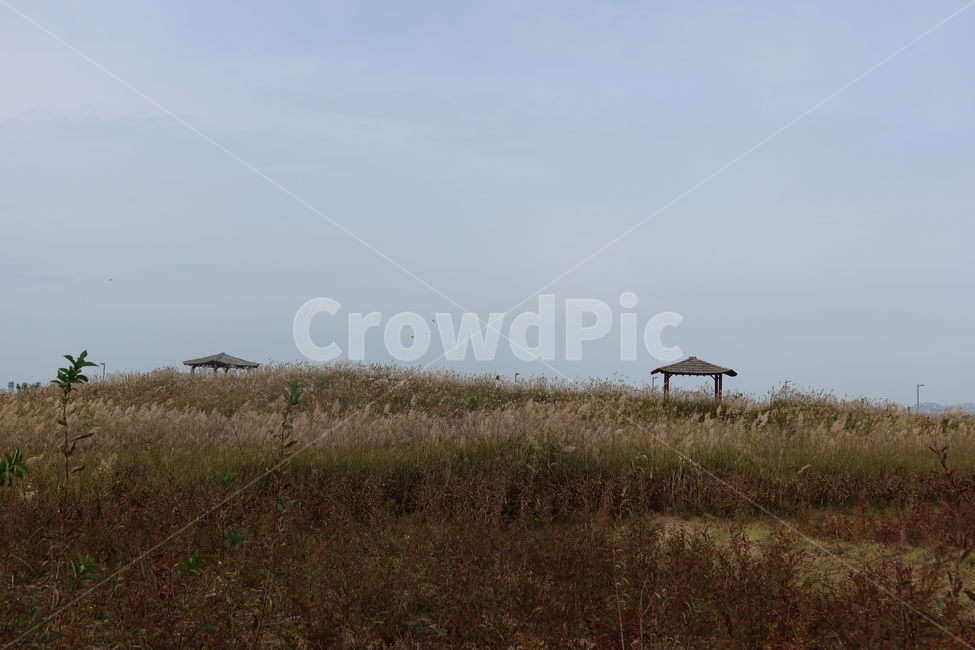 nature,자연,field,억새,갈대,하늘,오두막