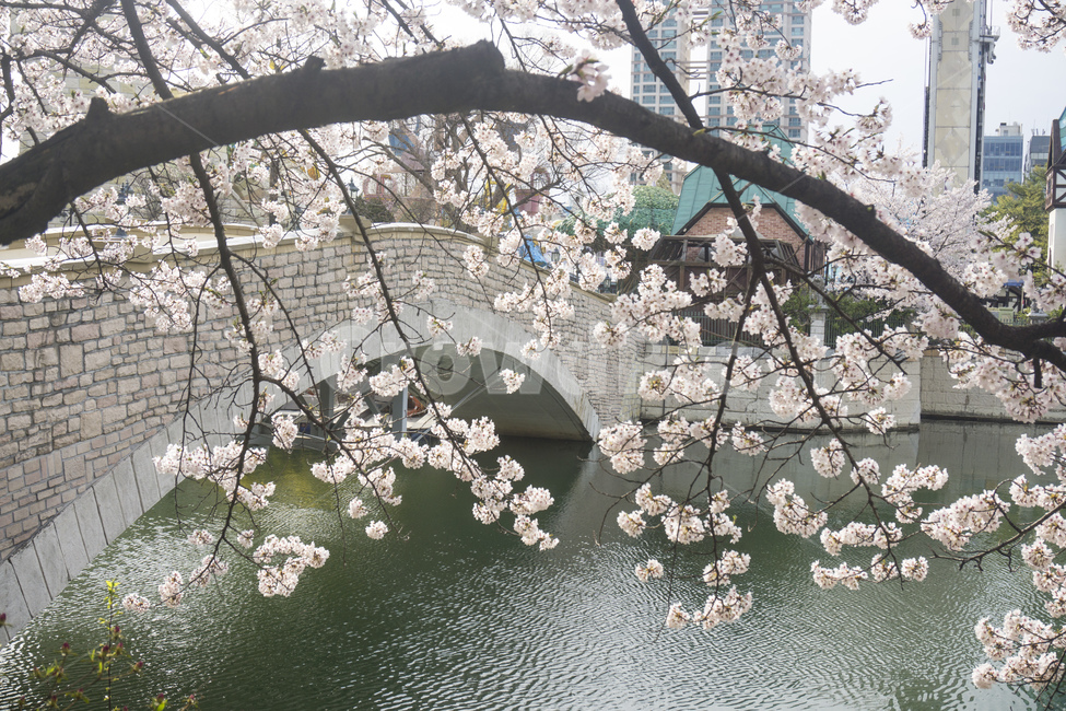 벚꽃,봄,봄꽃,핑크,자연,벚나무,계절,식물,석촌호수,호수,봄,계절,spring,season,flower,꽃,cherry blossom,blossom,plant