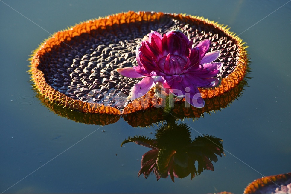 flower,plant,식물,blossom,꽃,연,연자,연밥,연잎,빅토리아연,빅토리아연꽃,반영,빅토리아연잎,식물,자연,plants,nature,꽃,flower