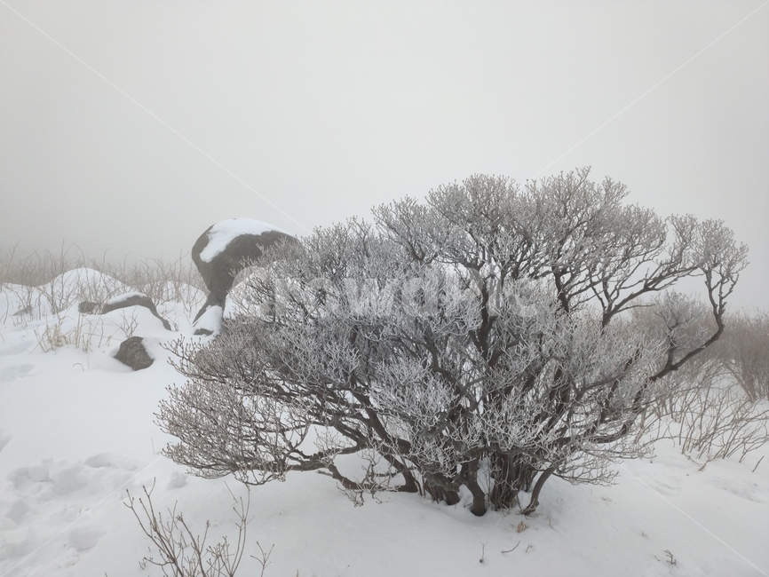 지리산,노고단,경치,등산,겨울산,정상,상고대,snow,눈,winter,겨울,blizzard,눈보라,nature,자연
