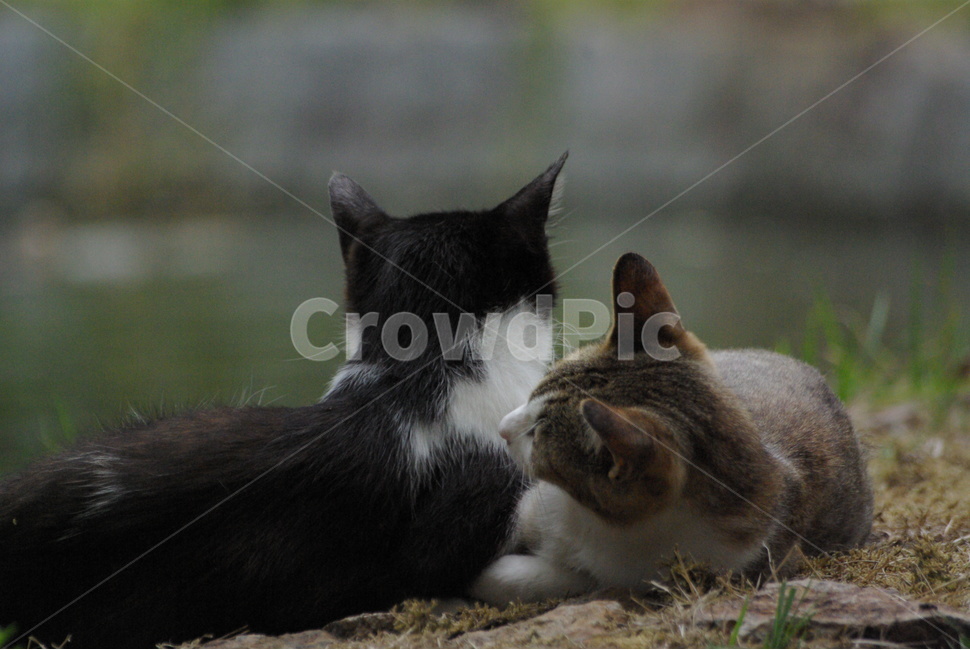 고양이,잠자는고양이,고양이두마리,cats,cat,동물,animal,포유류,mammal,고양이,cat,kitten,kitty