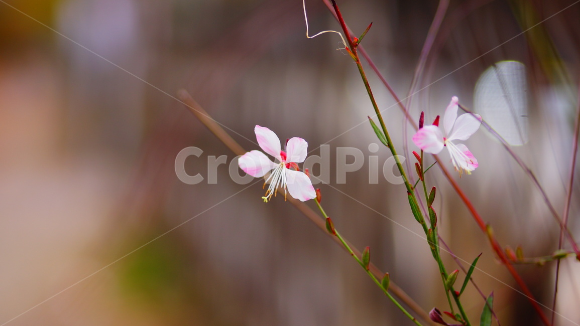 별꽃,꽃,생태,식물,감성,힐링,풍경,식물,자연,plants,nature,꽃,flower