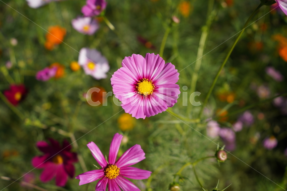 flower,코스모스,데이지,제라늄,꽃,식물,자연,plants,nature,꽃,flower