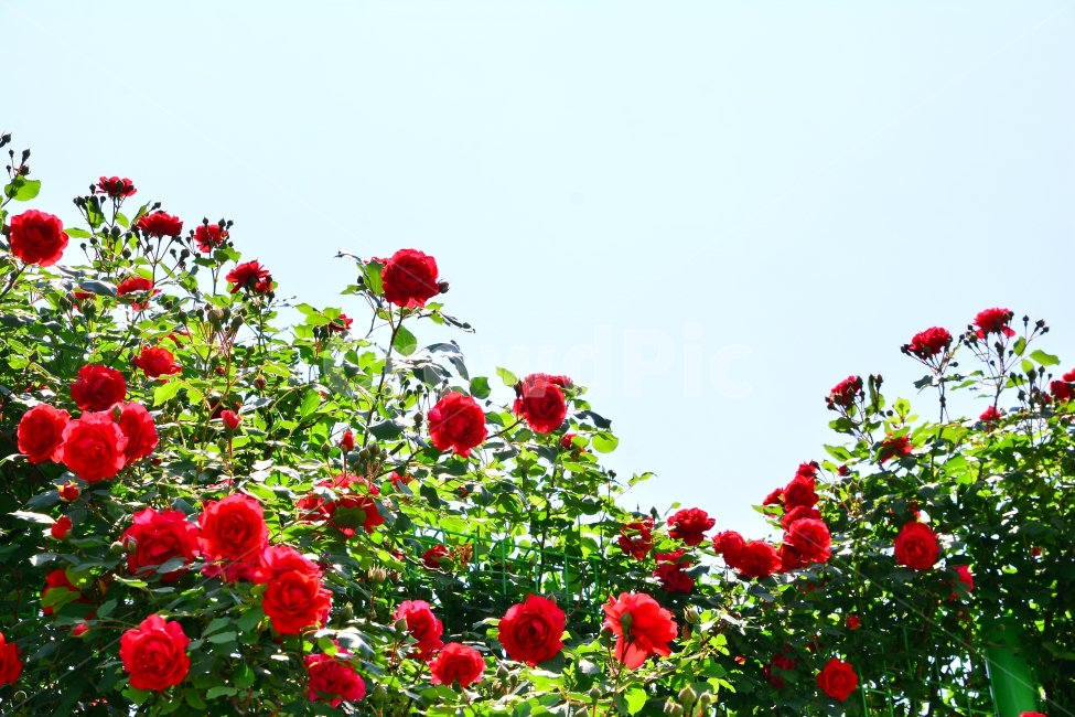 장미,로즈,ROSE,우아한,화려한,향기,향수,화장품,코스메틱,봄꽃,식물,시안,광고,홍보,편집,sns,ebook,배경,화초,초록,녹색,green,5월의여왕,가시,엘레강스,장미원,장미축제,정원,가든,앞뜰,화단,공원,FLOWERS,GREEN,잡지,출판,마케팅,전단,축제,나들이,5월,꽃잎,꽃송이,나무꽃,SPRING,PARK,넝쿨장미,식물,자연,plants,nature,꽃,flower