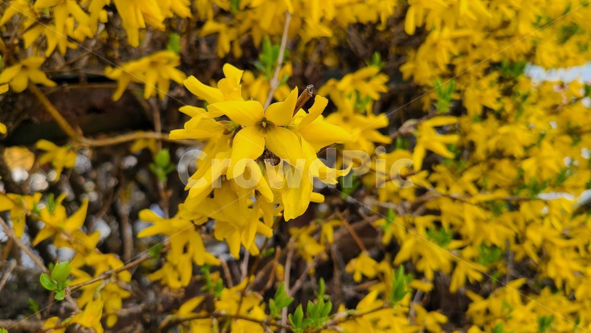 개나리,노란,노란색,꽃,봄,봄꽃,flower,봄날,개화,yellow,plant,식물