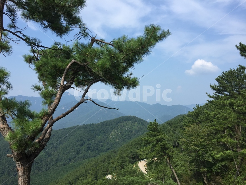 섬,바다,자연경관,풍경,경치,소나무