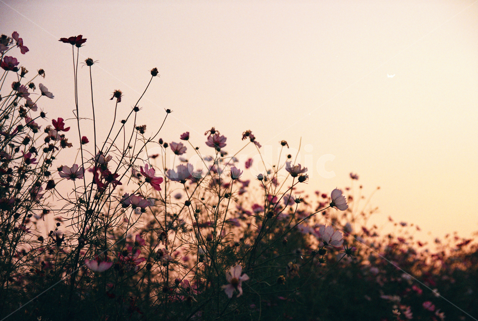 코스모스,가을,꽃,꽃밭,노을,식물,자연,plants,nature,꽃,flower