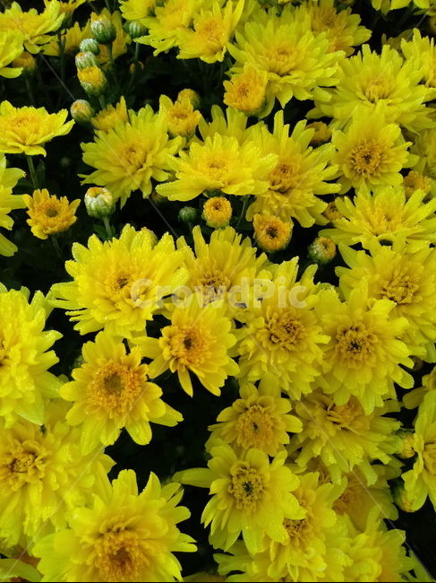 국화,꽃,식물,flower,plant,노란색꽃,식물,자연,plants,nature,꽃,flower
