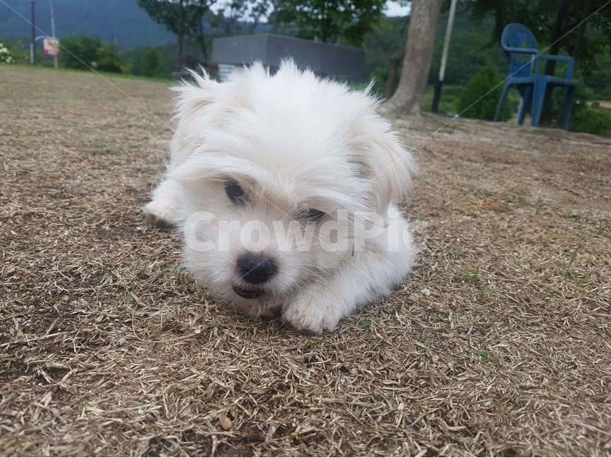 강아지,개,dog,puppy,동물,animal,포유류,클로즈업,확대,closeup,시골,한국,마당,바닥,floor,mixdog,믹스견,한가한,온순한,코,발,흰색,풀밭,털,귀여운,cute,동물,animal,포유류,mammal,개,강아지,dog,doggy