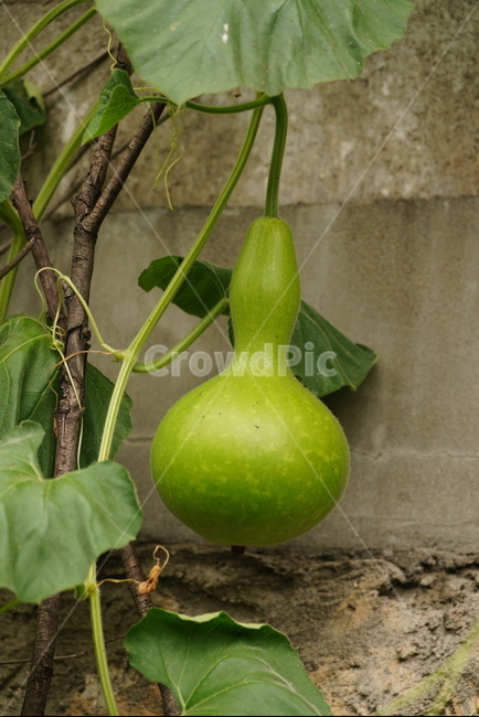 조롱박,여름,박,초록색,채소,자연,계절,밭,바가지,nature,plants,season,summre,lagenariasicerariavargourda