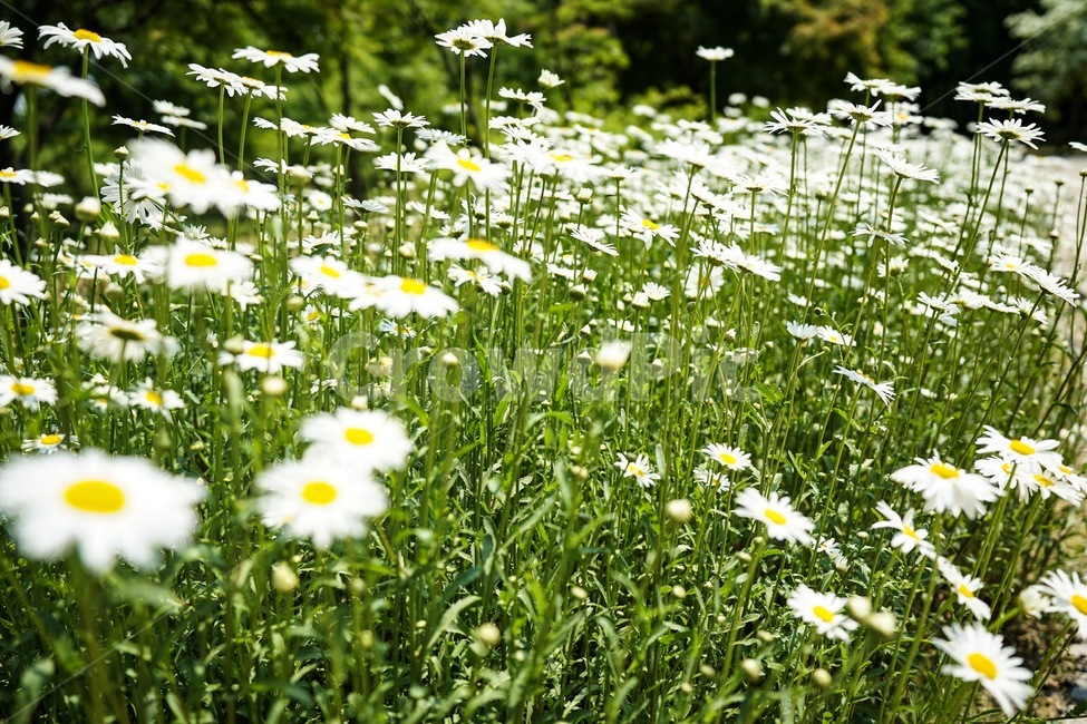 꽃,구절초,순수,산모초,공원
