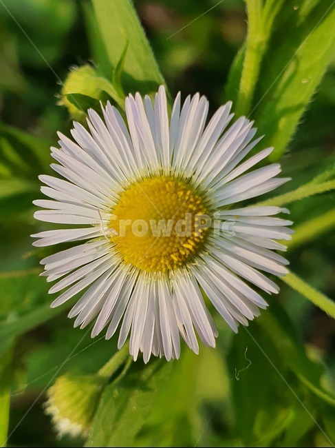 계란꽃,개망초,풀꽃,들꽃,풀,꽃,들풀,봄꽃,여름꽃,접사,식물,자연,plants,nature,꽃,flower