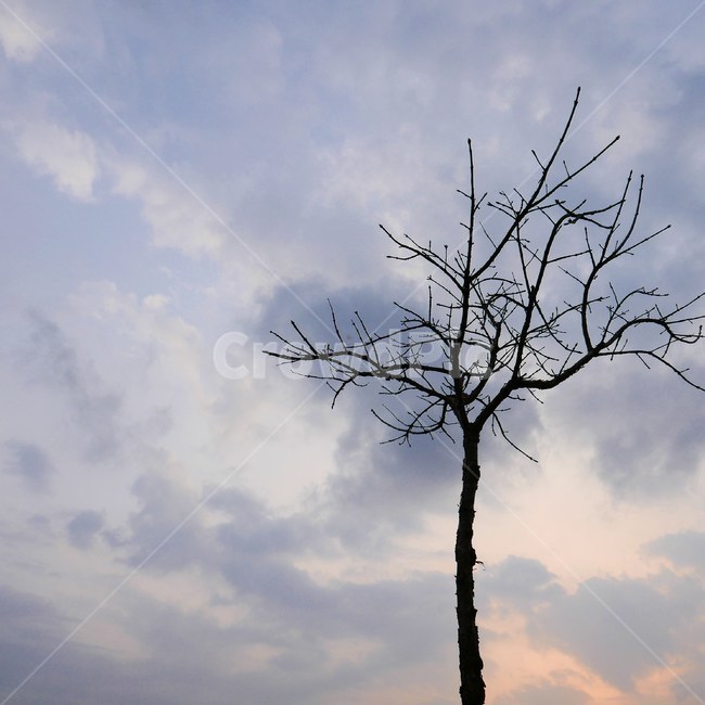 해질녘,나무,실루엣,노을,풍경,겨울,계절,winter,season,식물,자연,plants,nature,나무,trees,wood