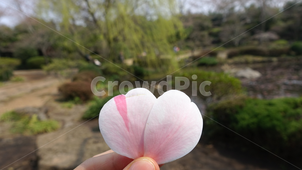 꽃,동백꽃,꽃잎,flower,petal,spring,봄,season,weather,blossom,plant,식물,heart,romantic,하트,로맨틱,pink