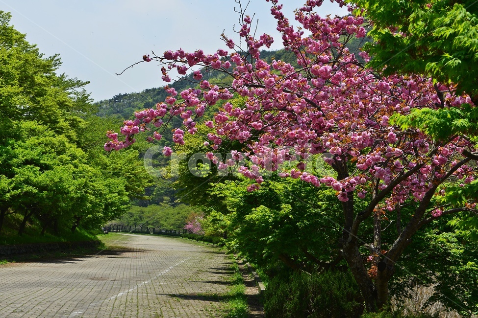 garden,정원,장성,백양사,봄,계절,연두색,outdoors,옥외,nature,자연,plant,식물,blossom,flower,꽃,왕벚꽃,벚꽃