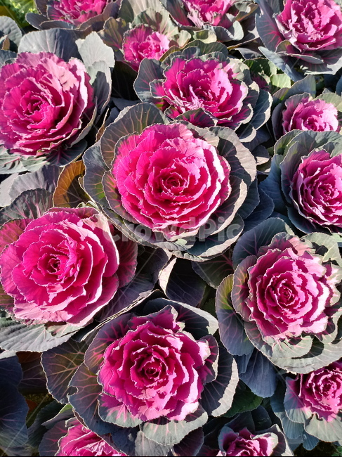 cabbage,꽃상추,양배추,꽃양배추,plant,조경용,화분식물,식물,식물,자연,plants,nature,채소,야채,vegetables