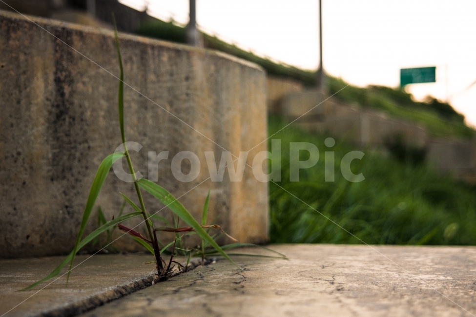 한강,콘크리트,새싹,풀,틈새,명언,감성,잡초,계단,hanRiver,sprout,grass,식물,자연,plants,nature