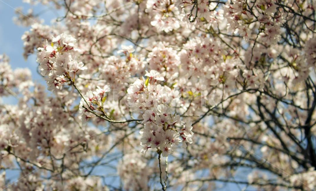 벚꽃,벚나무,나무,꽃,flower,blossom,식물,plant,식물,자연,plants,nature,꽃,flower