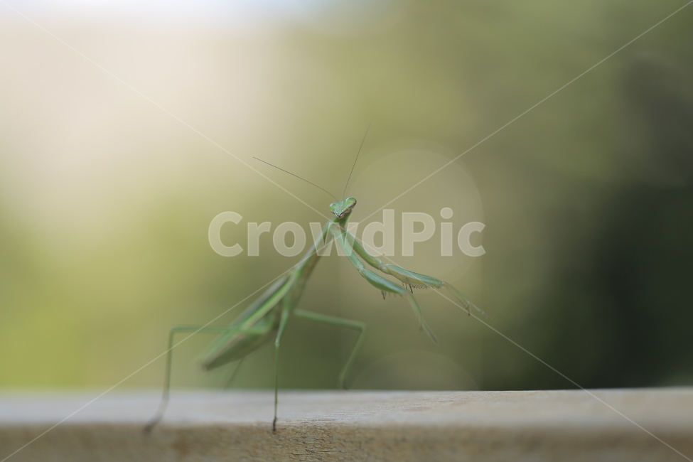 사마귀,곤충,접사,벌레,봄,동물,animal,곤충,벌레,insect,bug