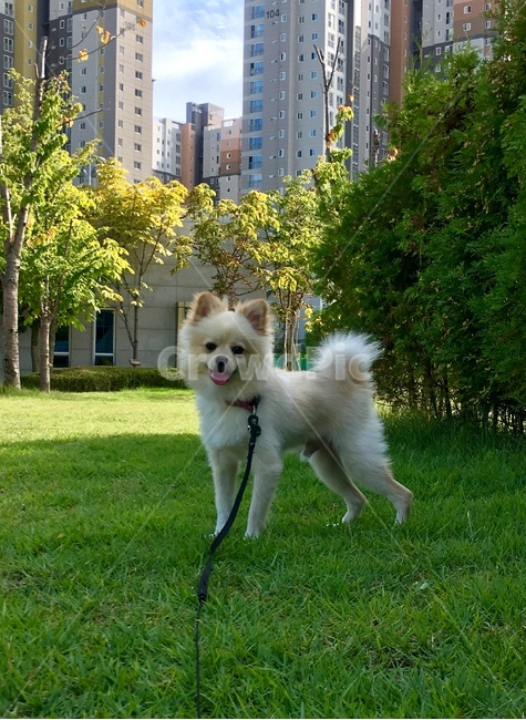 반려견,강아지,가족,멍멍이,개,미소,동물,animal,포유류,mammal,개,강아지,dog,doggy
