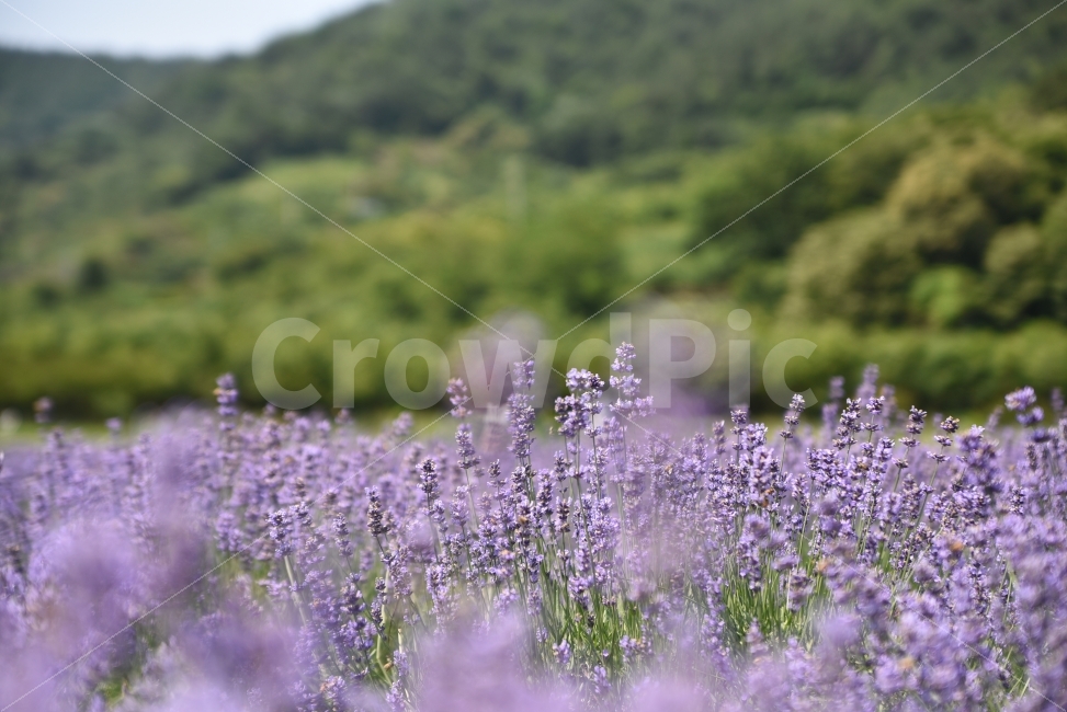 라벤더,전남,광양,출사,풍경,식물,자연,plants,nature,꽃,flower