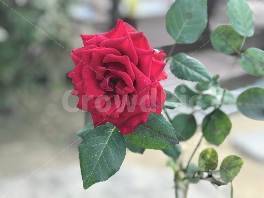 장미꽃,꽃,빨간꽃,빨간색,장미,장미한송이,식물,자연,plants,nature,꽃,flower