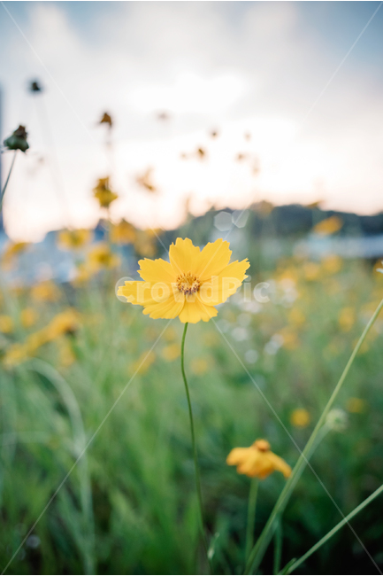 금계국,노랑꽃,꽃,꽃밭,봄나들이,식물,자연,plants,nature,꽃,flower,감성,sensible,feeling
